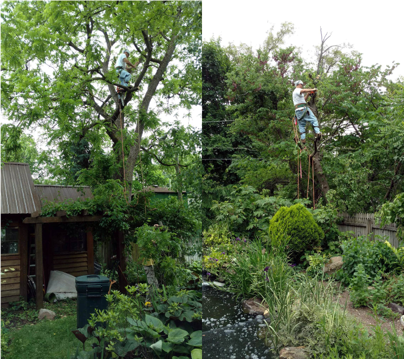 This encompassed trimming, shaping, pruning, thinning and some removal.